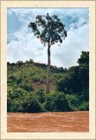 50d18-tree