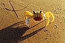 beach
                        crab Itacimirin