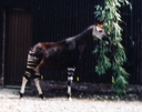 okapi