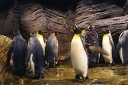 keizerspinguins