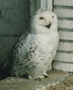 snow owl