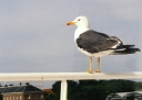 seagull