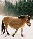 snow pony