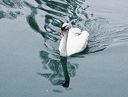 swan