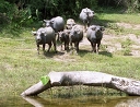 water
                        buffaloes