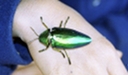 green bug