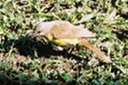 yellow bird