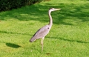 reiger