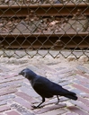 jackdaw