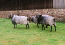 heather
                        sheep