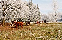 pastorale