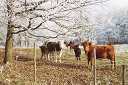 snow cows