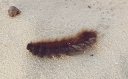 hairy caterpillar