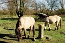 Konikpaarden