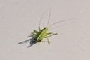 grasshopper