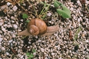 vine snail