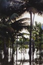 inundated palms
