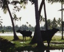 cows and palms