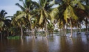 inundated palms