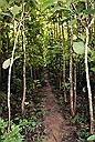 wood path