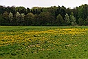field full of flowers