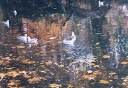 autumn seagulls