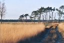 pine parasols