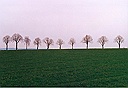 tree row