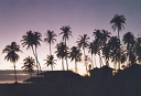 Jeri palms