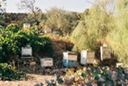 Paros beehives