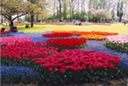 tulips Keukenhof