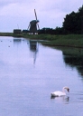 zwaan en molen op Tessel
