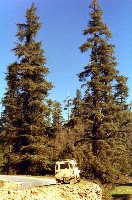 Landrover among the cedars