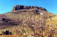 almond blossom and snow