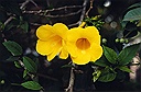 golden trumpet