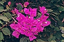 bougainvillea