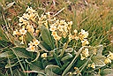 Primula