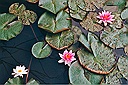 water lily