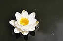 water lily