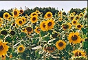 more sunflowers