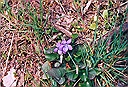Viola