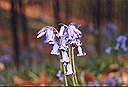 hyacints