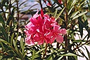 oleander