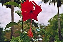 hibiscus