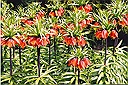 Fritillaria