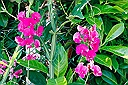 Lathyrus