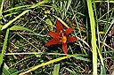 red lily