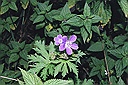 geranium