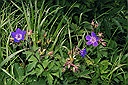 beemdgeranium