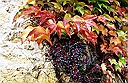 autumn leaves and berries